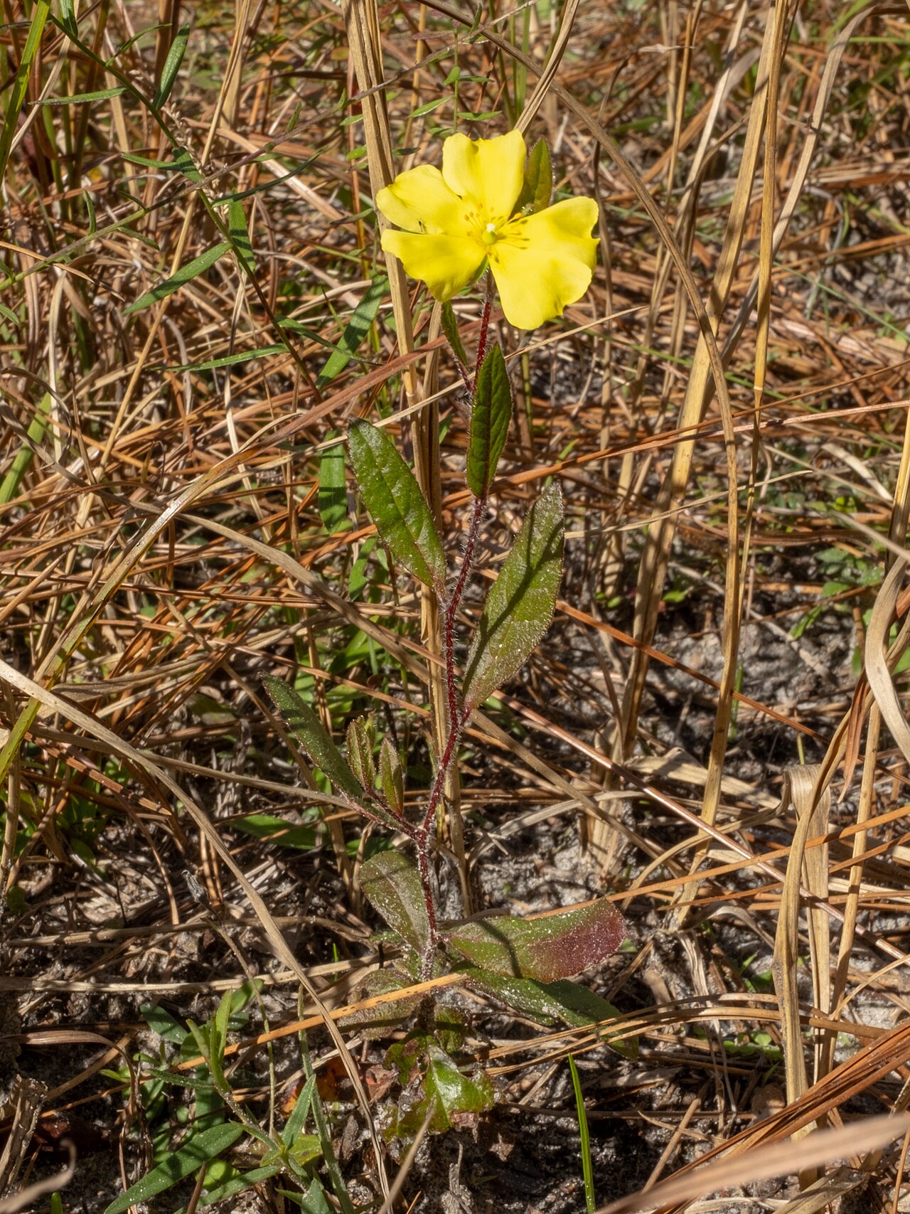 Carolina frostweed: Carolina rockrose ( Crocanthemum carolinianum ) in the United States