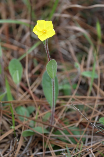 Carolina frostweed (Crocanthemum carolinianum)