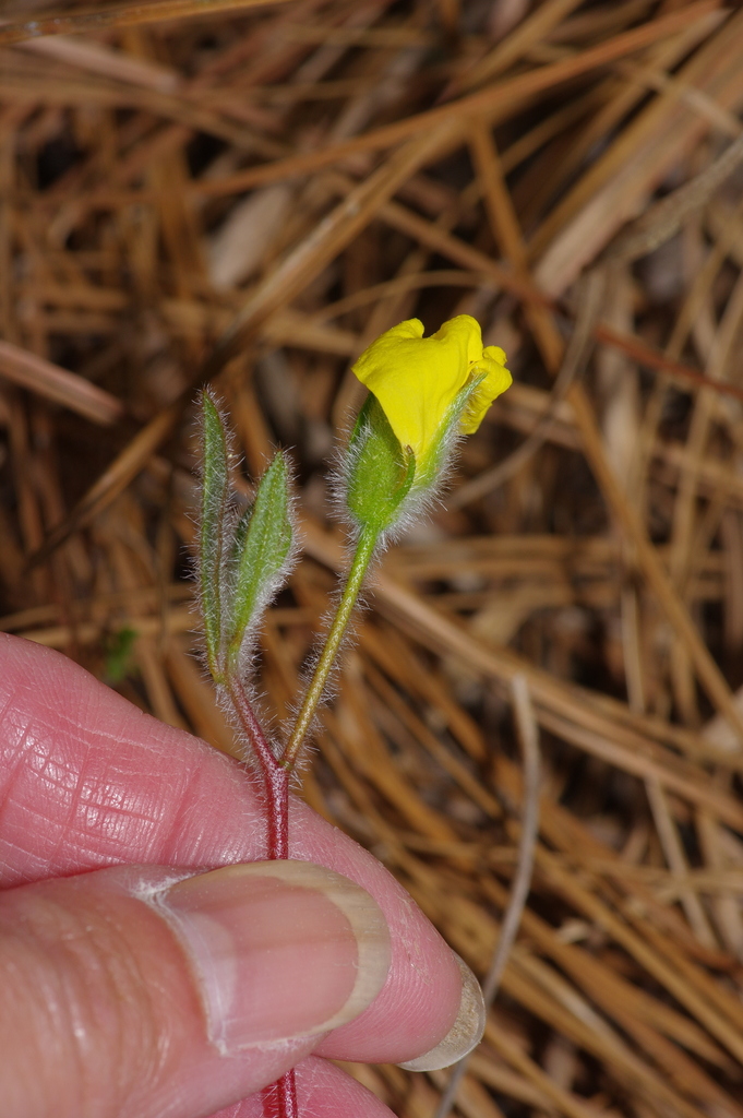 Carolina frostweed (Crocanthemum carolinianum)