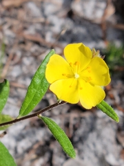 Crocanthemum corymbosum (Crocanthemum corymbosum)
