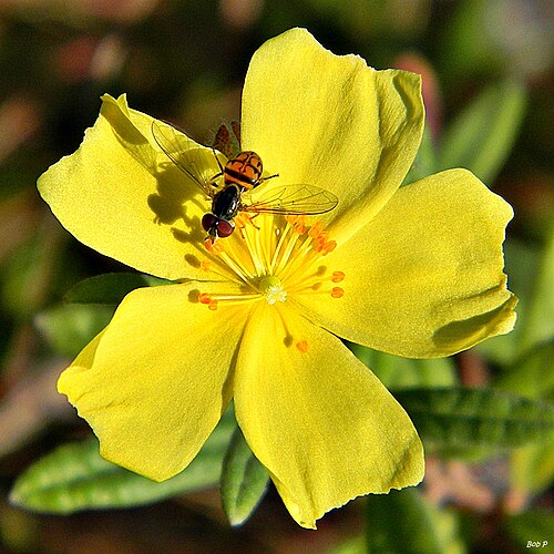 Crocanthemum corymbosum: The fleur du jour in the south half of Juno Dunes Natural Area was the pretty little Florida scrub frostweed. This one belongs to a flower fly (Syrphid fly) and