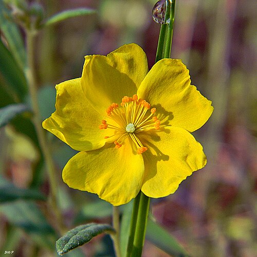 Crocanthemum corymbosum: Pinebarren frostweed hugging a dewy blade of grass at Frenchman's Forest Natural Area.