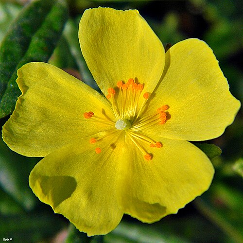Crocanthemum corymbosum: The pinebarren frostweed is blooming. This plant is part of a large cluster along the trail at Juno Dunes Natural Area (south section). H. nashii is also listed