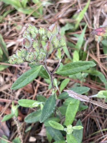 Crocanthemum corymbosum (Crocanthemum corymbosum)