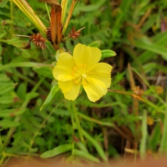 Crocanthemum corymbosum (Crocanthemum corymbosum)