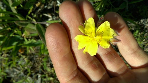 Crocanthemum corymbosum (Crocanthemum corymbosum)