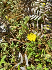 Crocanthemum corymbosum (Crocanthemum corymbosum)