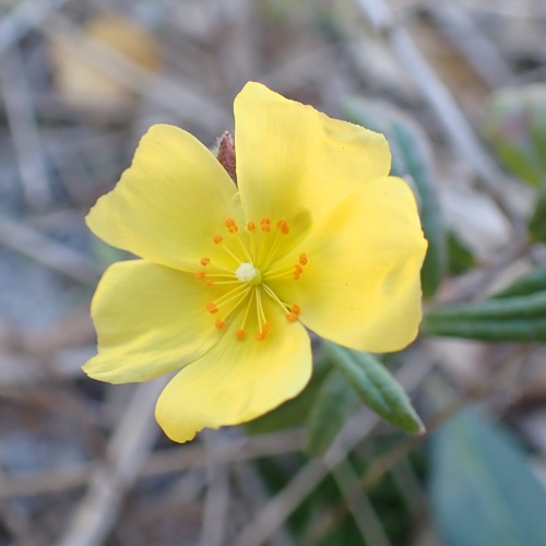 Crocanthemum corymbosum (Crocanthemum corymbosum)