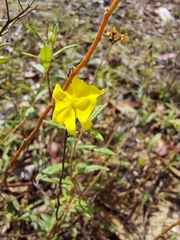 Crocanthemum corymbosum (Crocanthemum corymbosum)