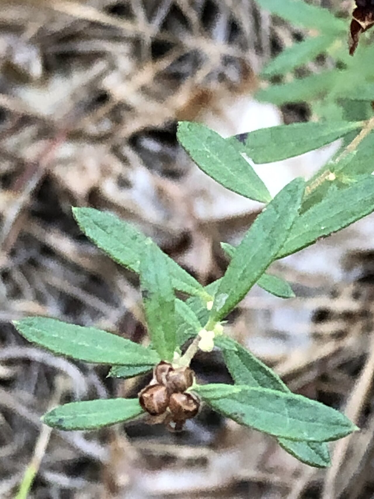 Bushy frostweed: Crocanthemum dumosum (Bushy Frostweed) - Suffolk County, NY, USA