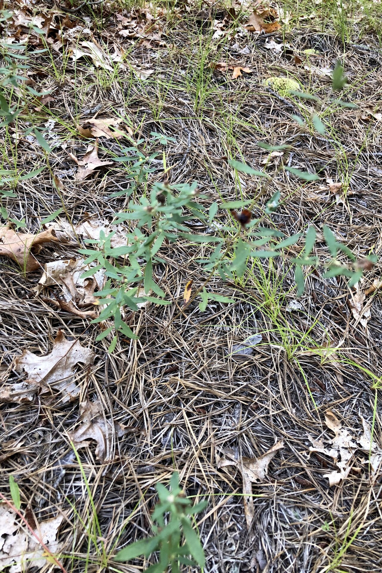 Bushy frostweed: Crocanthemum dumosum (Bushy Frostweed) - Suffolk County, NY, USA