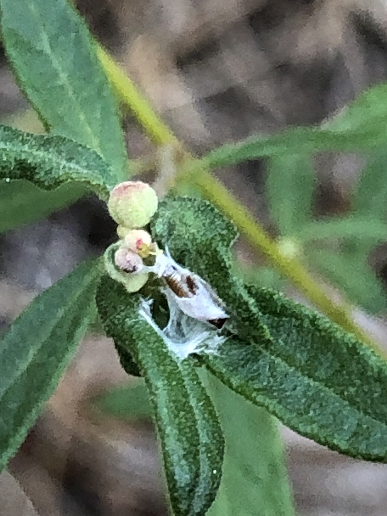 Bushy frostweed: Crocanthemum dumosum (Bushy Frostweed) - Suffolk County, NY, USA