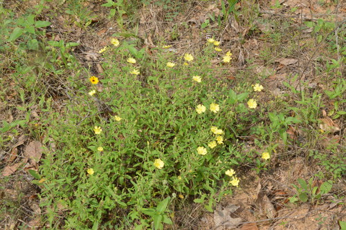 Georgia frostweed (Crocanthemum georgianum)