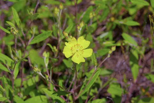 Georgia frostweed (Crocanthemum georgianum)
