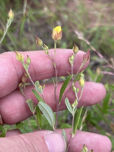Georgia frostweed (Crocanthemum georgianum)