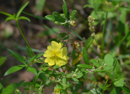 Georgia frostweed (Crocanthemum georgianum)