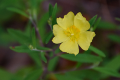 Georgia frostweed (Crocanthemum georgianum)