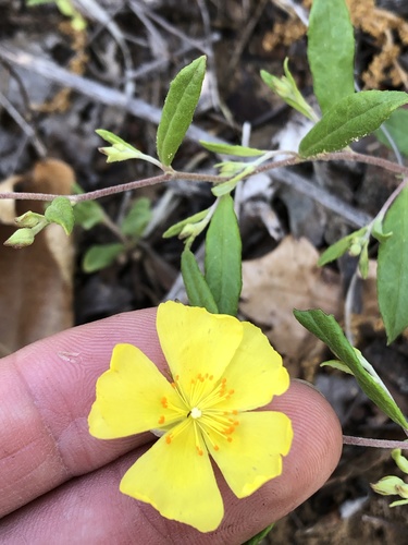 Georgia frostweed (Crocanthemum georgianum)