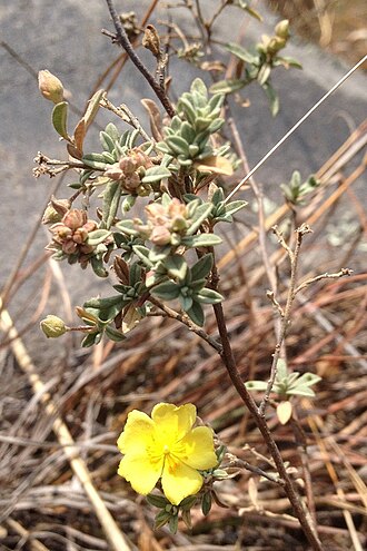Clustered frostweed: Helianthemum glomeratum is a species in the rose rock family Cistaceae. It is native of the semiarid shrublands and pine-oak forests of Mexico.