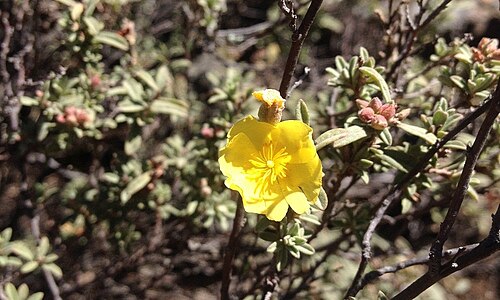 Clustered frostweed: Helianthemum glomeratum is a species in the rose rock family Cistaceae. It is native of the semiarid shrublands and pine-oak forests of Mexico.