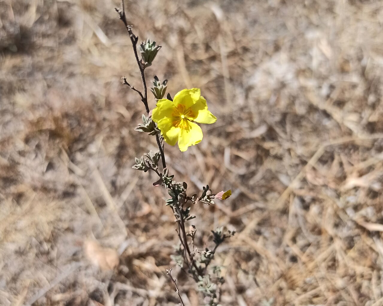 Clustered frostweed: Helianthemum glomeratum (Familia: Cistaceae). Nombres comunes: cenicilla, hierba de la gallina.