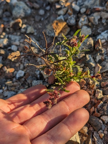 Island rushrose (Crocanthemum greenei)
