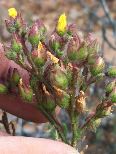 Island rushrose (Crocanthemum greenei)