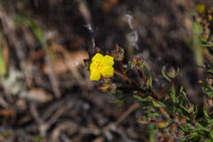 Island rushrose (Crocanthemum greenei)