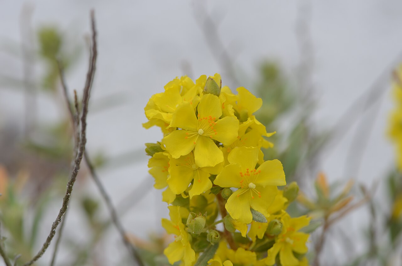 Florida scrub frostweed: Crocanthemum nashii in SWFL