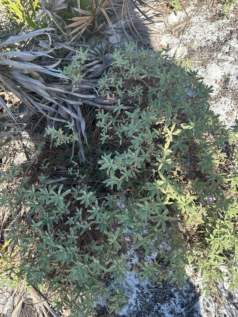Florida scrub frostweed (Crocanthemum nashii)