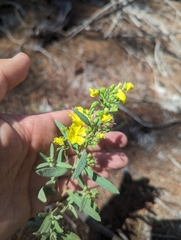Florida scrub frostweed (Crocanthemum nashii)