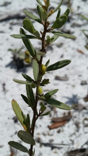Florida scrub frostweed (Crocanthemum nashii)