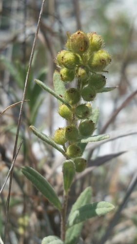 Florida scrub frostweed (Crocanthemum nashii)