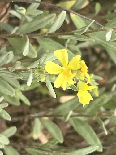 Florida scrub frostweed (Crocanthemum nashii)