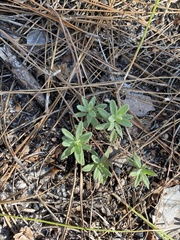 Florida scrub frostweed (Crocanthemum nashii)