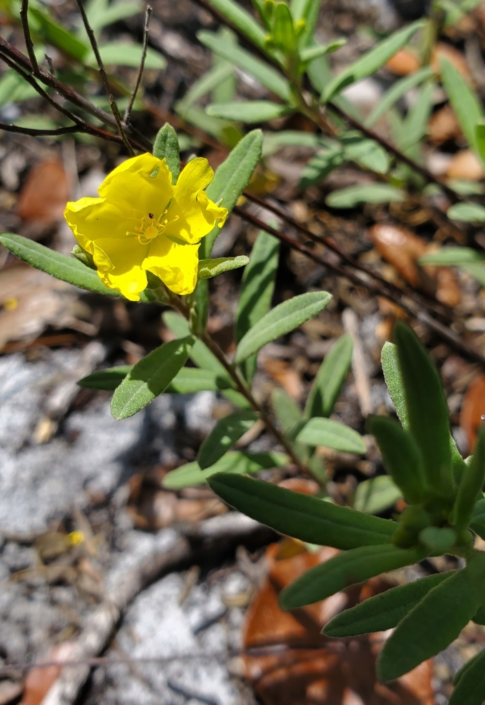 Florida scrub frostweed (Crocanthemum nashii)