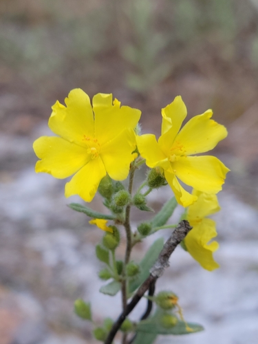Florida scrub frostweed (Crocanthemum nashii)