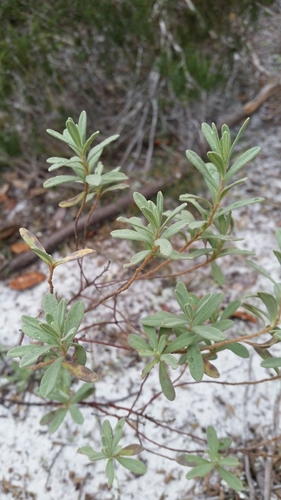 Florida scrub frostweed (Crocanthemum nashii)