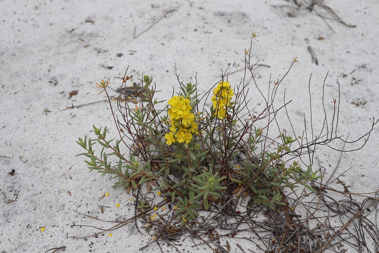 Florida scrub frostweed: Crocanthemum nashii in SWFL