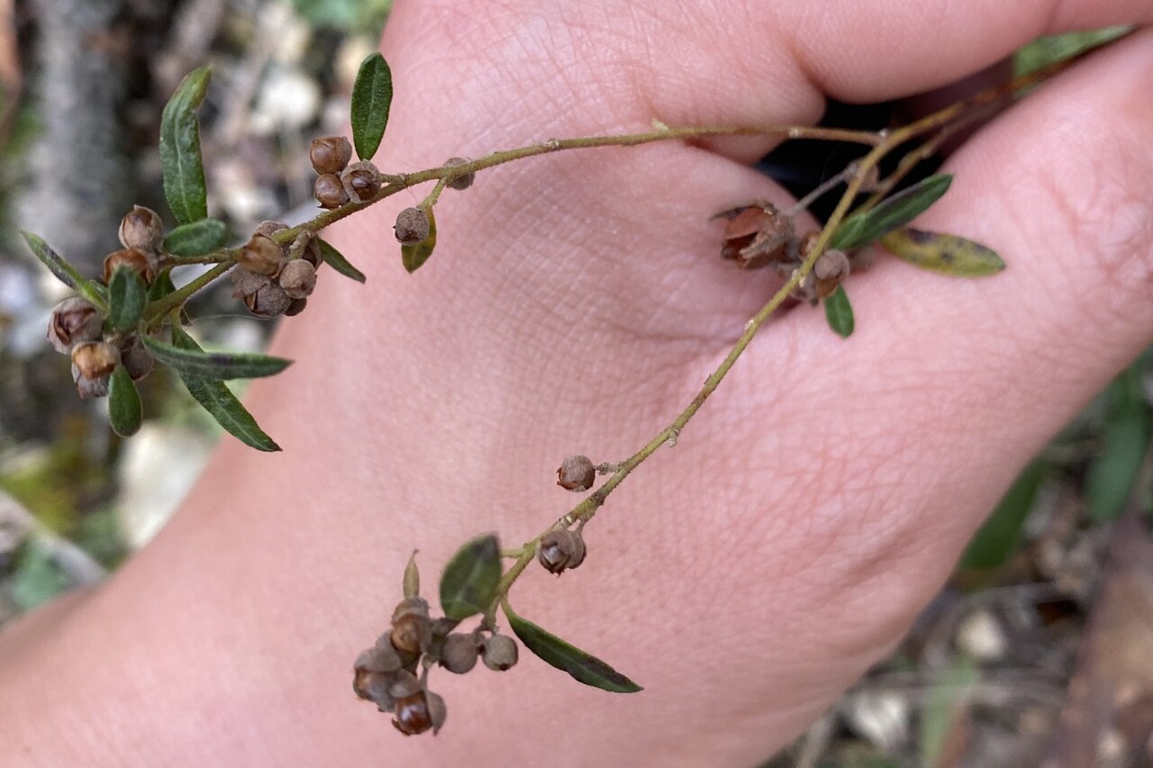 Low frostweed: Crocanthemum propinquum (Low Frostweed) - West Hills-Melville Critical Environmental Area, Suffolk County, NY, USA