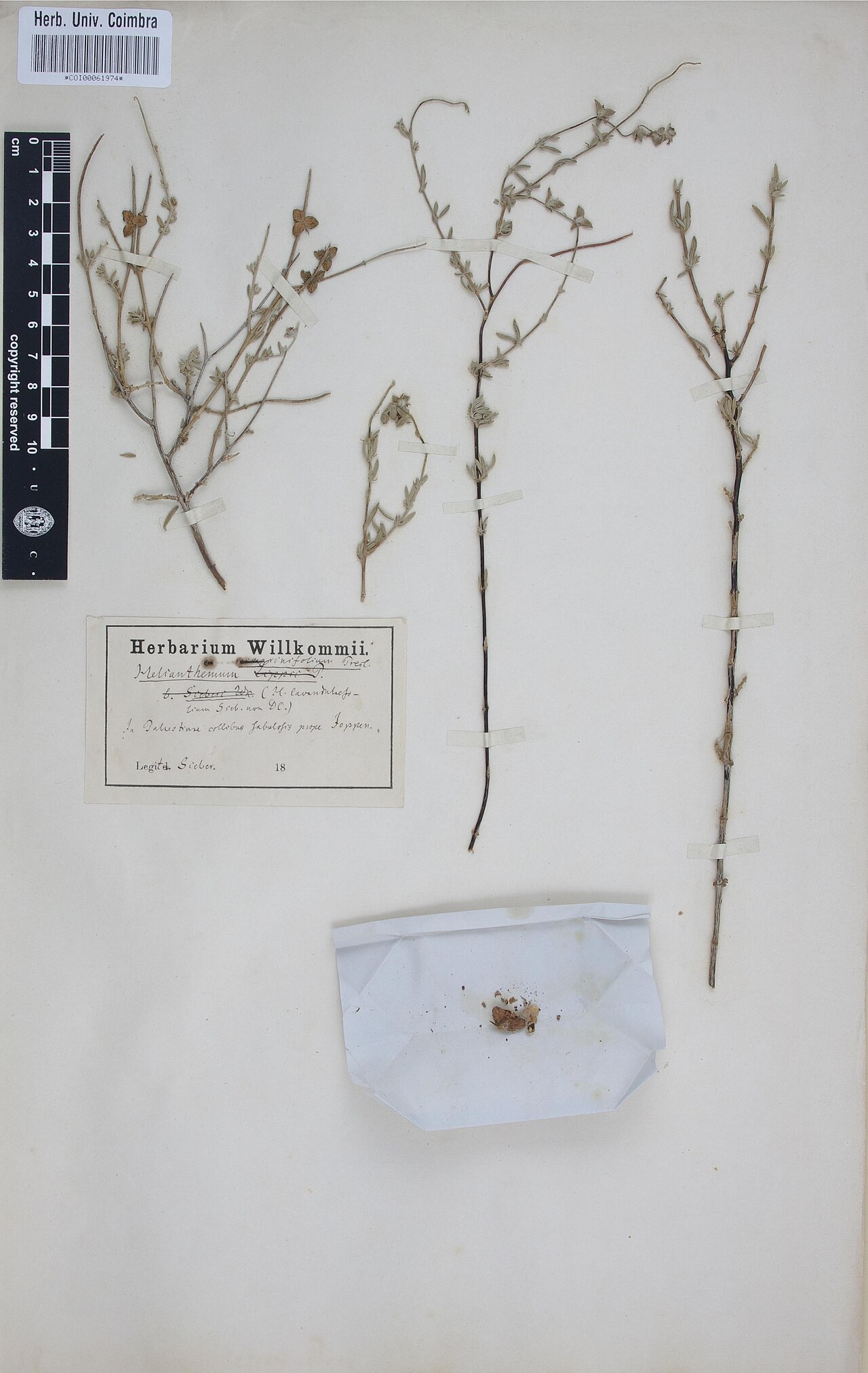 Crocanthemum rosmarinifolium: Photograph of Type of Crocanthemum rosmarinifolium at Herbarium of the University of Coimbra, Portugal (COI). Specimen COI00061974. http://coicatalogue.uc.pt/sp