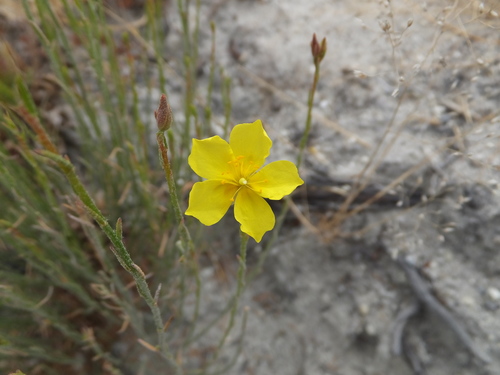 Bisbee Peak rushrose (Crocanthemum scoparium)