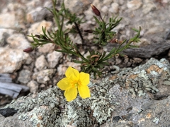 Bisbee Peak rushrose (Crocanthemum scoparium)