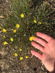 Bisbee Peak rushrose (Crocanthemum scoparium)