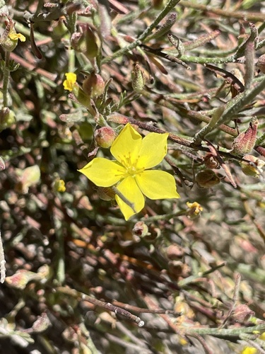 Bisbee Peak rushrose (Crocanthemum scoparium)
