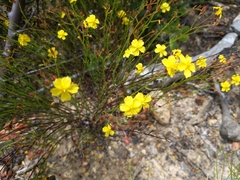 Bisbee Peak rushrose (Crocanthemum scoparium)