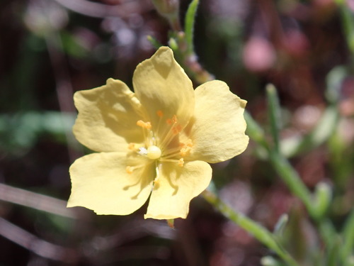 Bisbee Peak rushrose (Crocanthemum scoparium)