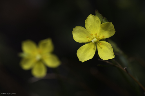 Bisbee Peak rushrose (Crocanthemum scoparium)