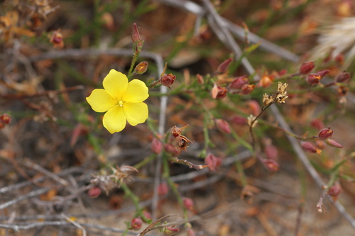 Bisbee Peak rushrose (Crocanthemum scoparium)
