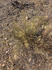 Crocanthemum suffrutescens (Crocanthemum suffrutescens)